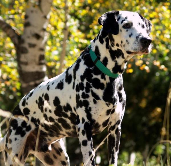 Quais são as raças de cães mais vendidas - Passo 4