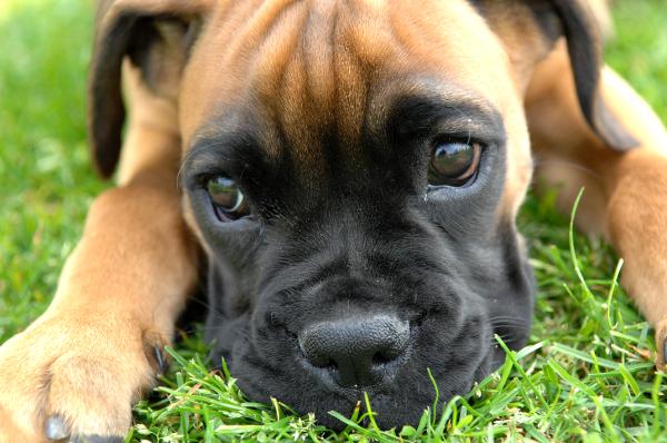 Quais são as raças de cães mais vendidas - Passo 5