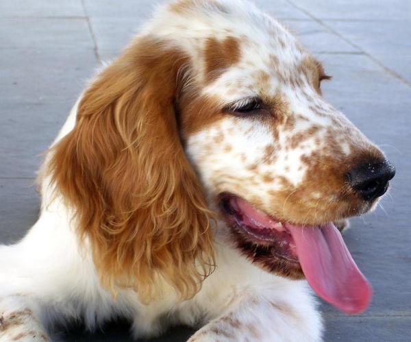 Quais são as raças de cães mais vendidas - Passo 6