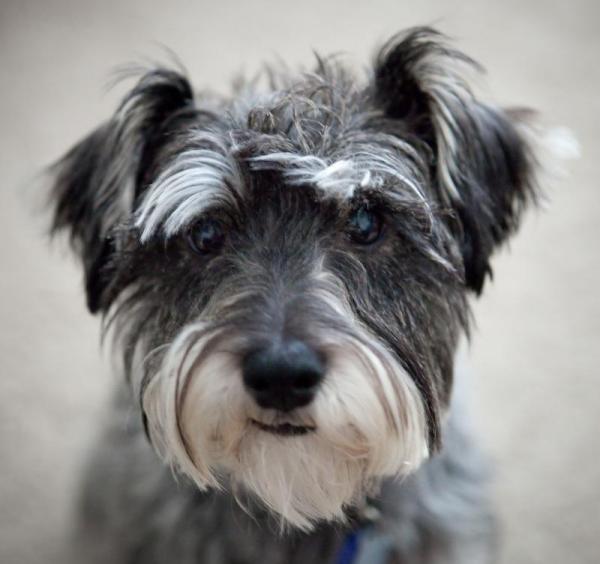 Quais são as raças de cães mais vendidas - Passo 7