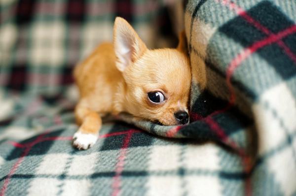 Quais são as raças de cães mais vendidas - Passo 8