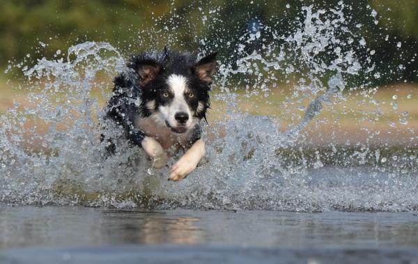 Quais são as raças de cães mais vendidas - Passo 9