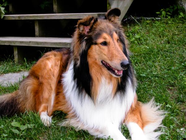 Quais são as raças de cães mais vendidas - Passo 10
