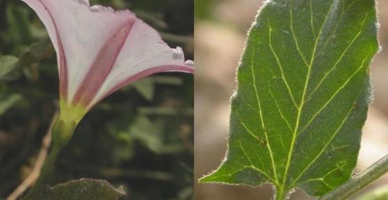 Diferenças entre Monocotiledôneas e Dicotiledôneas