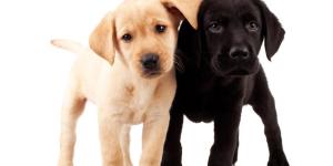 Quantos filhotes pode ter um labrador