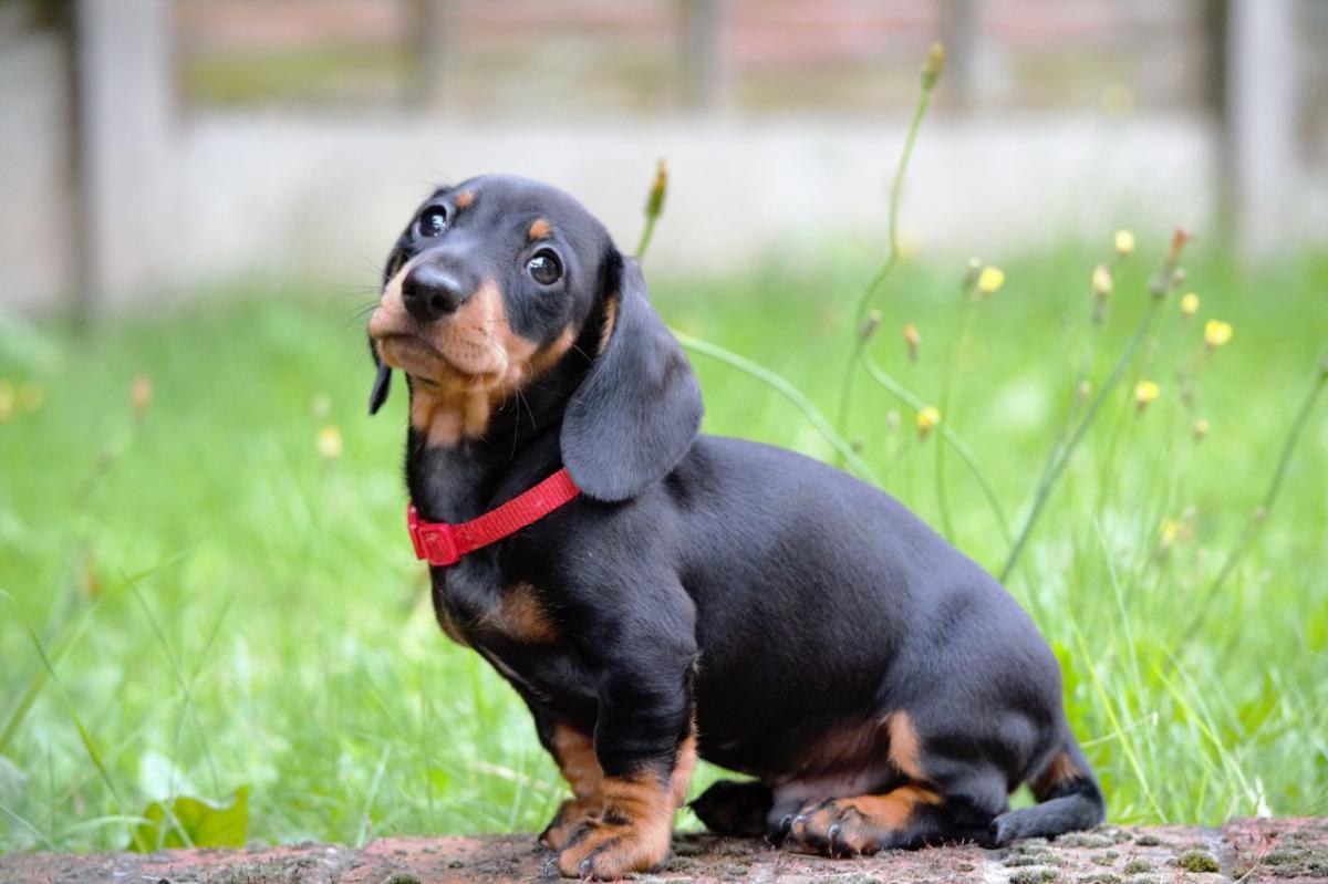 Como cuidar de um Dachshund
