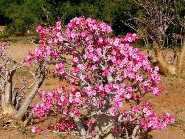 Como cultivar rosa do deserto no chão - melhores técnicas