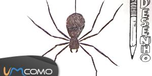 Como desenhar uma aranha passo a passo