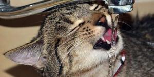 Qual a quantidade de água que um gato deve beber