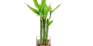 Cuidados do bambu da sorte