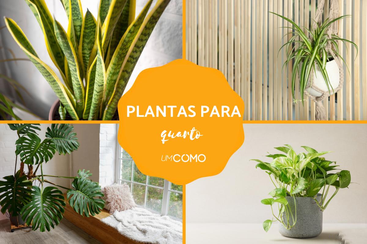 Melhores plantas para quarto