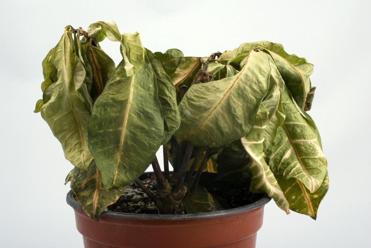 Minha planta está morrendo, o que fazer?