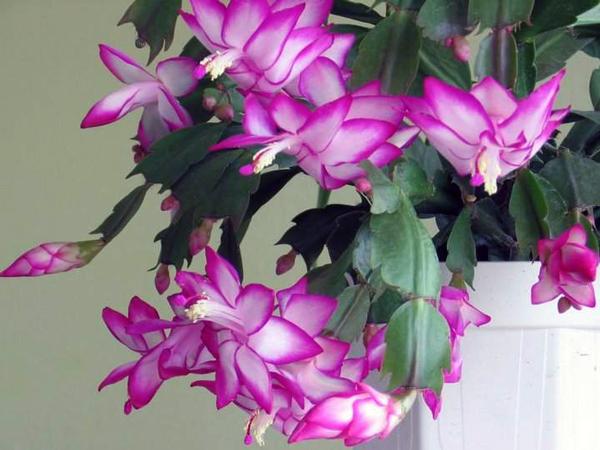 Como cuidar de flor de maio - Flor de maio caindo as folhas