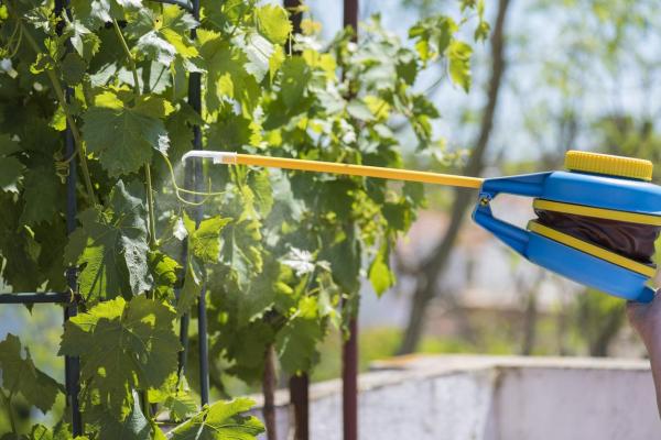 Para que serve o enxofre nas plantas e como usá-lo - Para que serve o enxofre para plantas