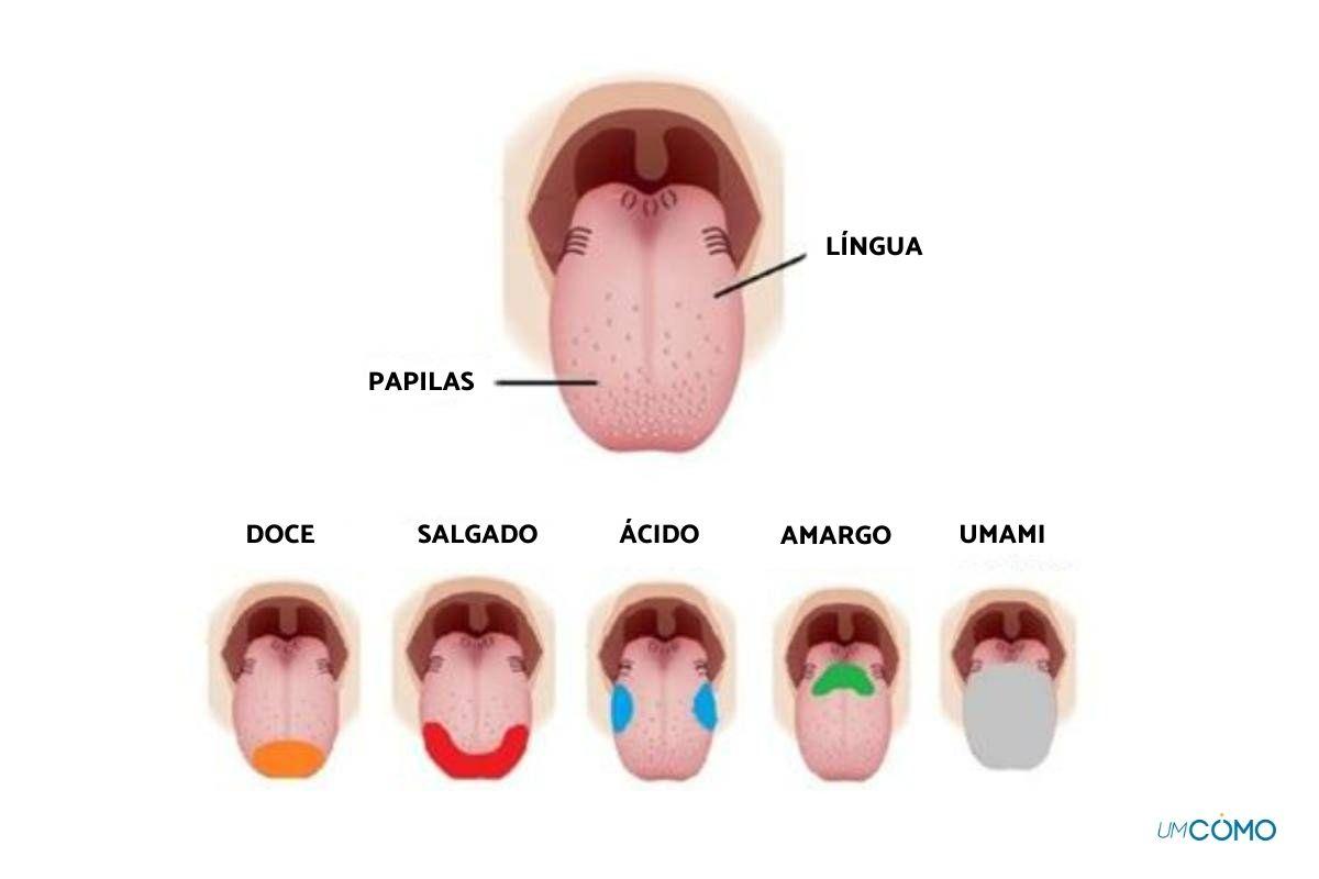 O que é sabor umami