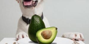 Frutas que os cães não devem comer