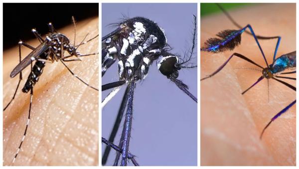 Como é o mosquito da febre amarela