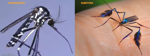 Como é o mosquito da febre amarela - Como é o mosquito da febre amarela silvestre: Haemagogus e Sabethes