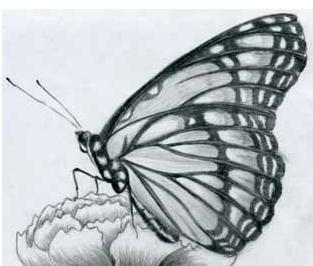Como desenhar uma borboleta