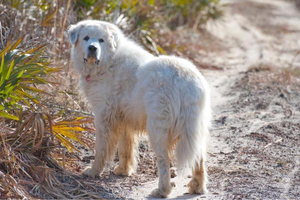 Maiores raças de cachorro - Cão de montanha dos Pirenéus