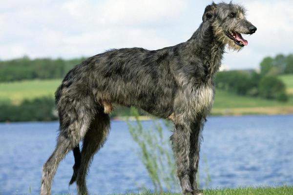 Maiores raças de cachorro - Deerhound