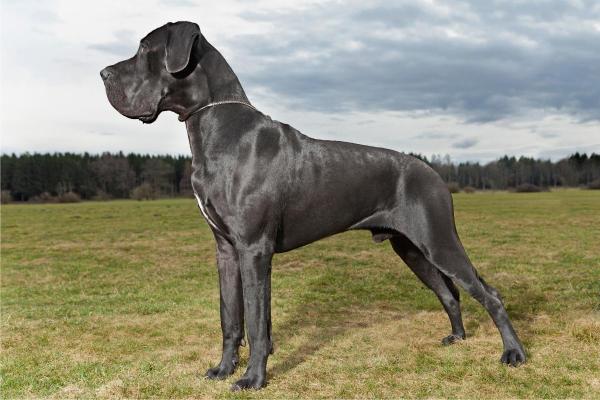 Maiores raças de cachorro - Dogue alemão