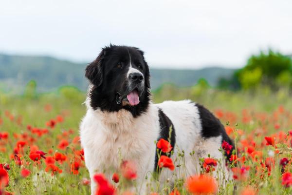Maiores raças de cachorro - Landseer