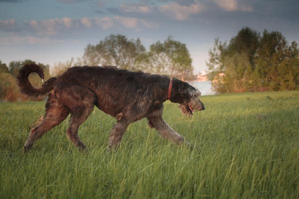 Maiores raças de cachorro - Lebrel irlandês