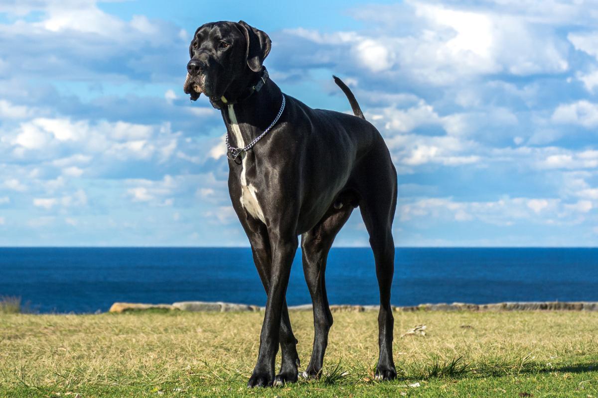 Maiores raças de cachorro