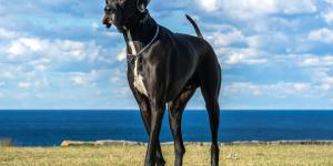Maiores raças de cachorro