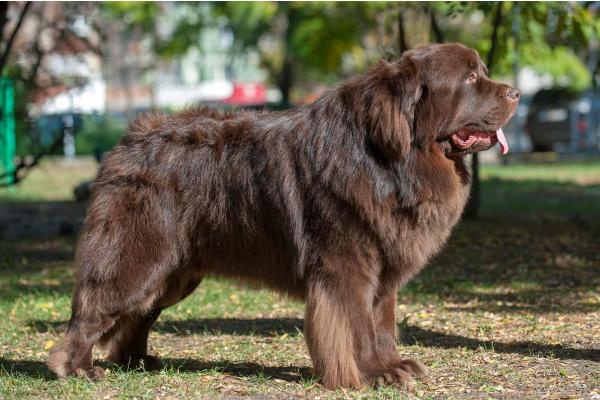 Maiores raças de cachorro - Terra-nova