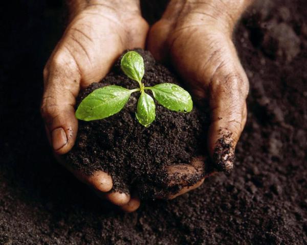 Como plantar a partir de sementes