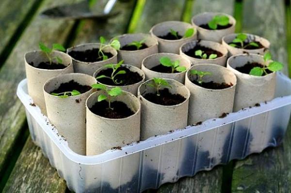 Como plantar a partir de sementes - Dicas para plantar sementes