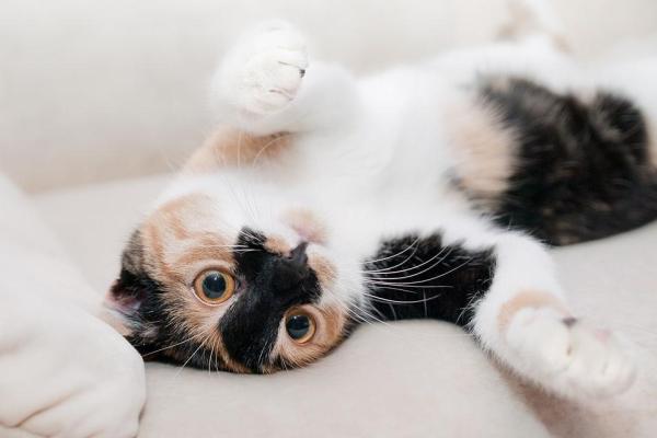 Como ensinar meu gato a não subir no sofá - O que deve saber sobre o comportamento dos gatos