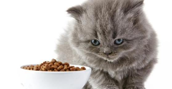 Como fazer meu gato comer ração