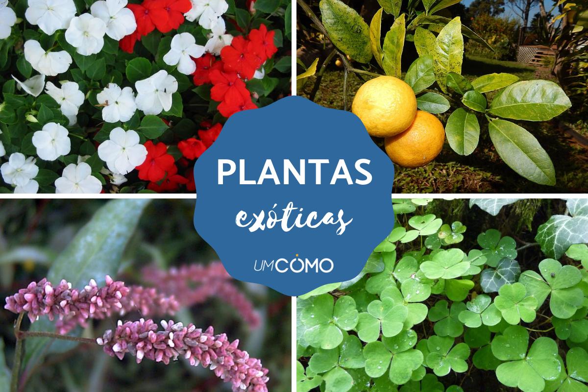 Plantas exóticas: nomes e características