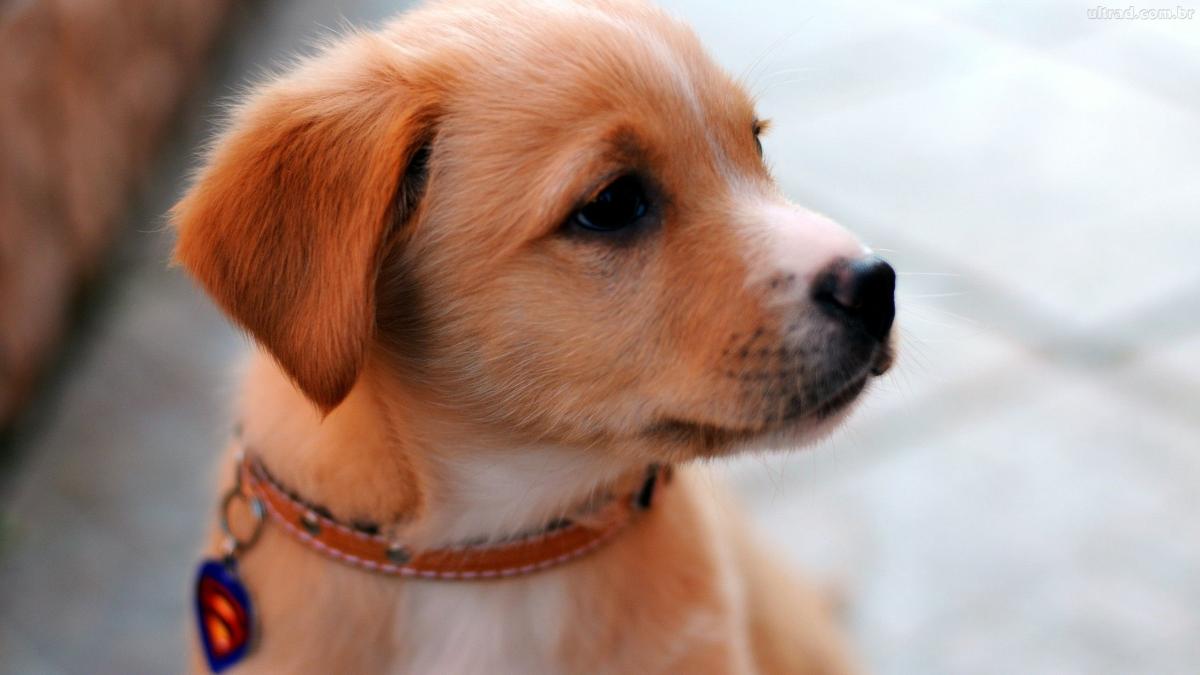 Como fazer uma coleira para cachorro