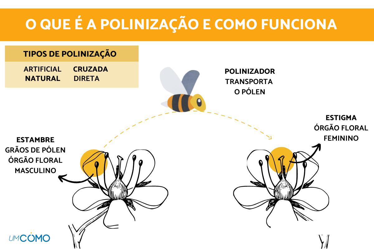 Como acontece a polinização