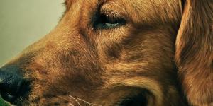 O que fazer se o meu cachorro não quiser comer