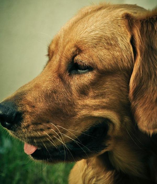 O que fazer se o meu cachorro não quiser comer