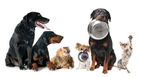 O que fazer se o meu cachorro não quiser comer - Passo 5