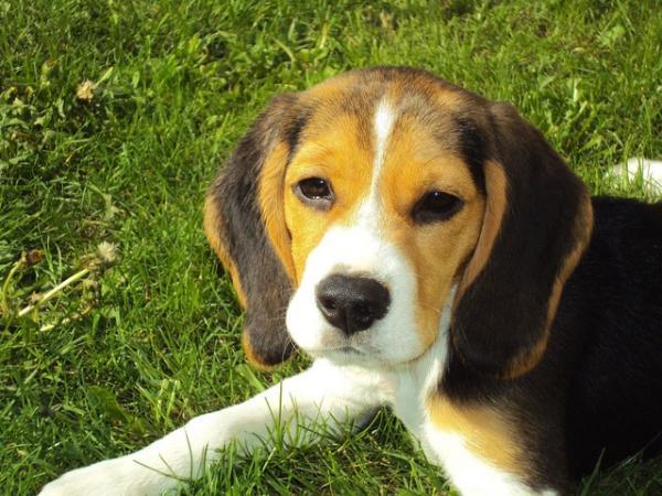 O que fazer se o meu cachorro não quiser comer - Passo 7