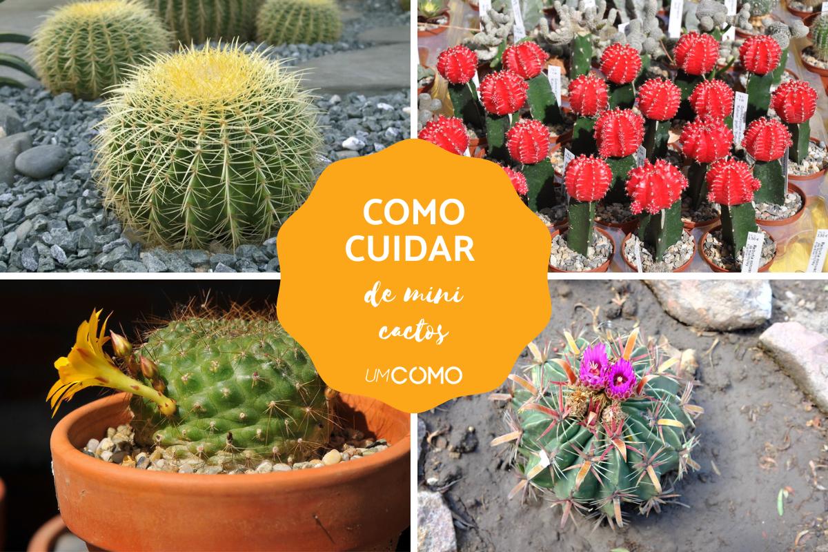 Como cuidar de um mini cacto