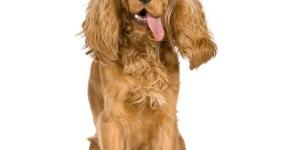 Quanto deve comer um cachorro Cocker