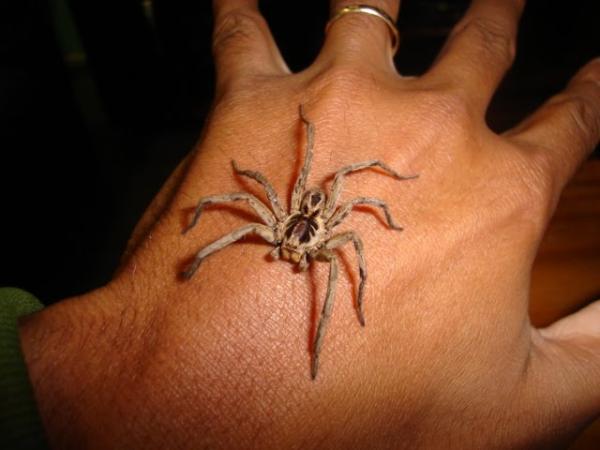 Como identificar a Aranha Lobo