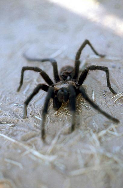 Como identificar a Aranha Lobo - Passo 1