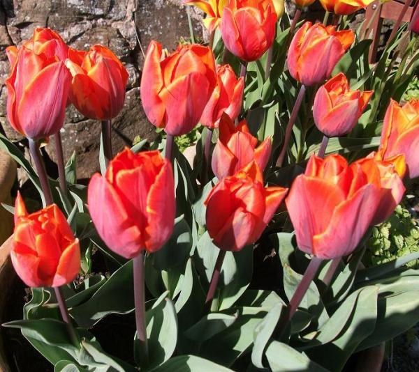 Quais são as variedades de tulipa - Abu Hassan