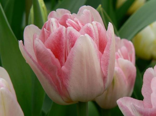Quais são as variedades de tulipa - Angélique