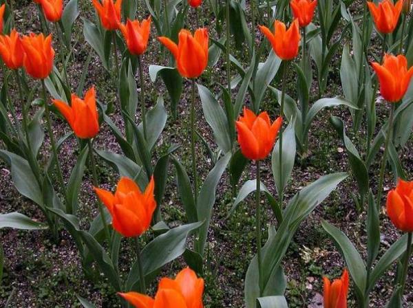 Quais são as variedades de tulipa - Bailarina
