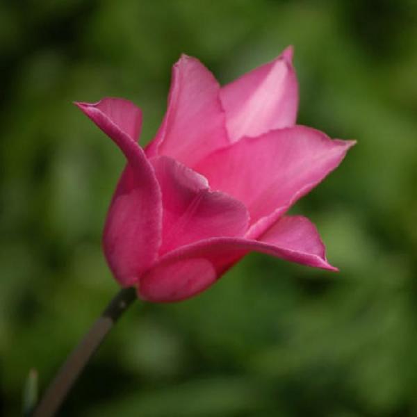 Quais são as variedades de tulipa - Chinesa Pink